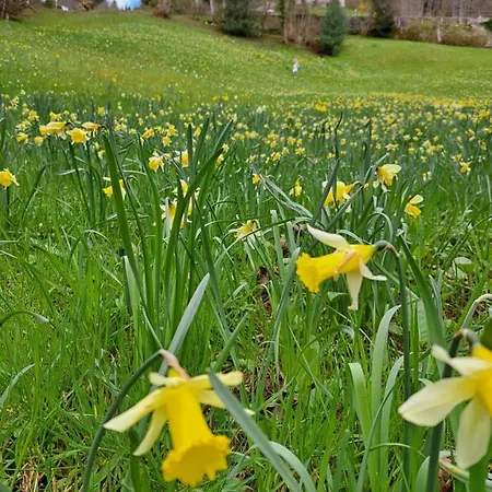 Wohn Eitel, Erholung Pur Bad Wildbad
