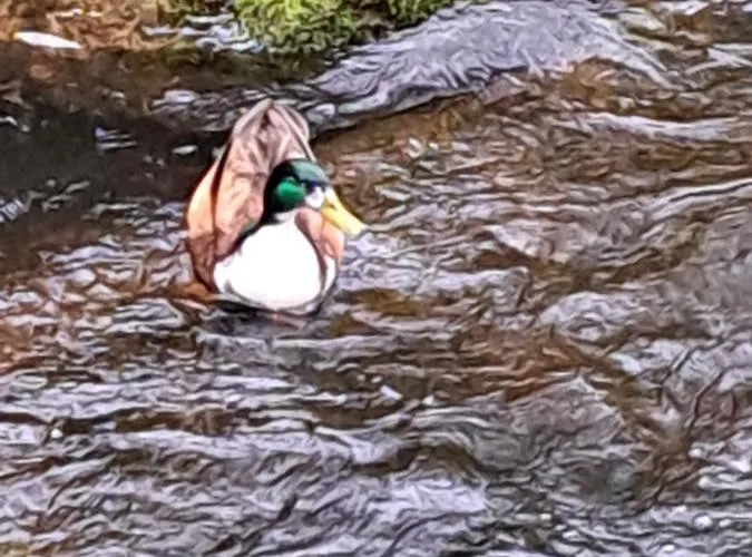 Wohn Eitel, Erholung Pur Appartement *